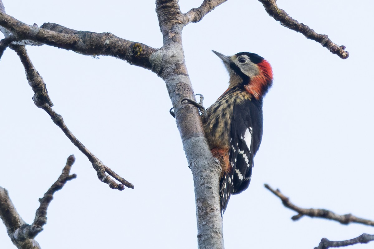 Crimson-naped Woodpecker - ML645888464