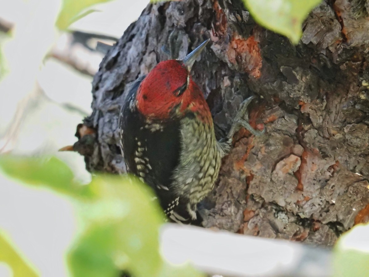 Chupasavia Pechirrojo - ML645888465