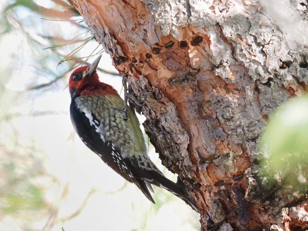 Chupasavia Pechirrojo - ML645888466