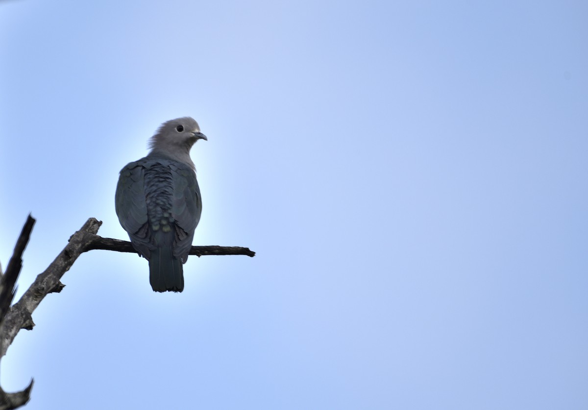 Green Imperial-Pigeon - ML645888467