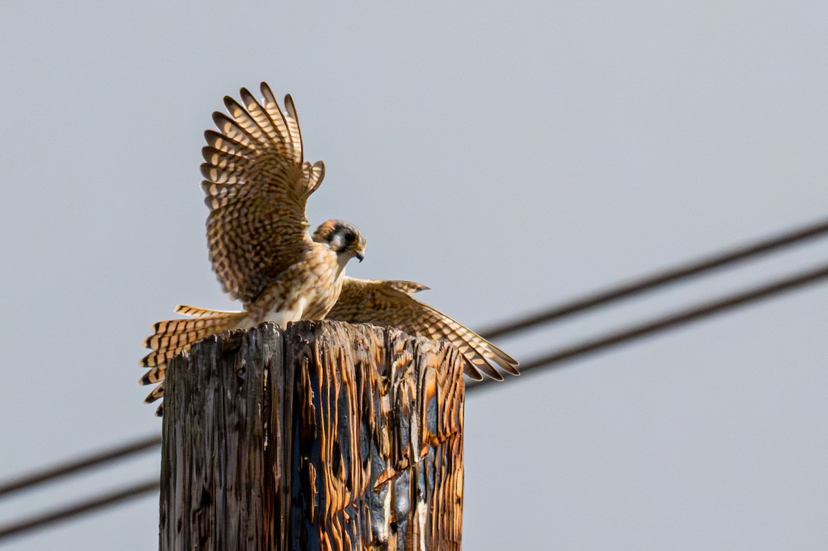 Cernícalo Americano - ML645888469