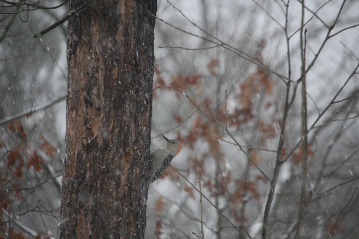 Red-bellied Woodpecker - ML645888470