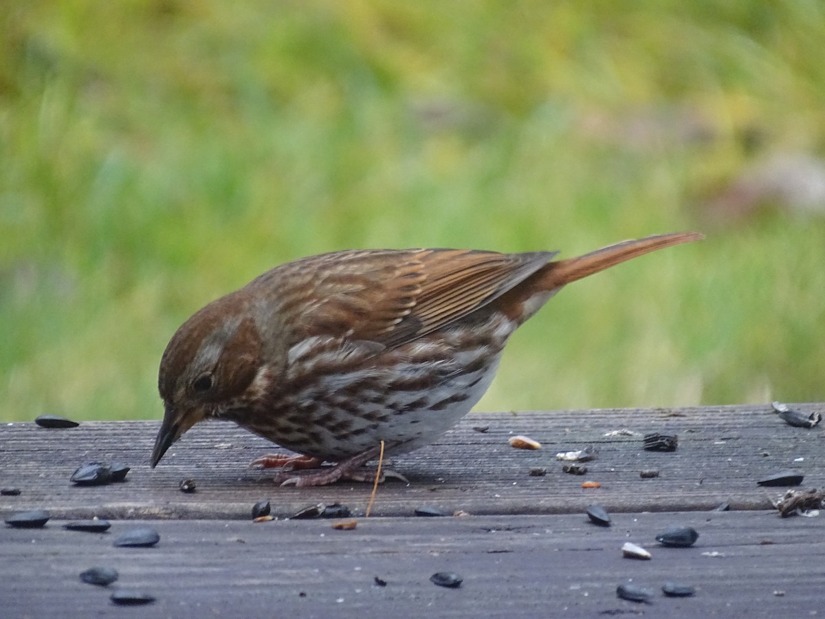 Fox Sparrow (Red) - ML645888471