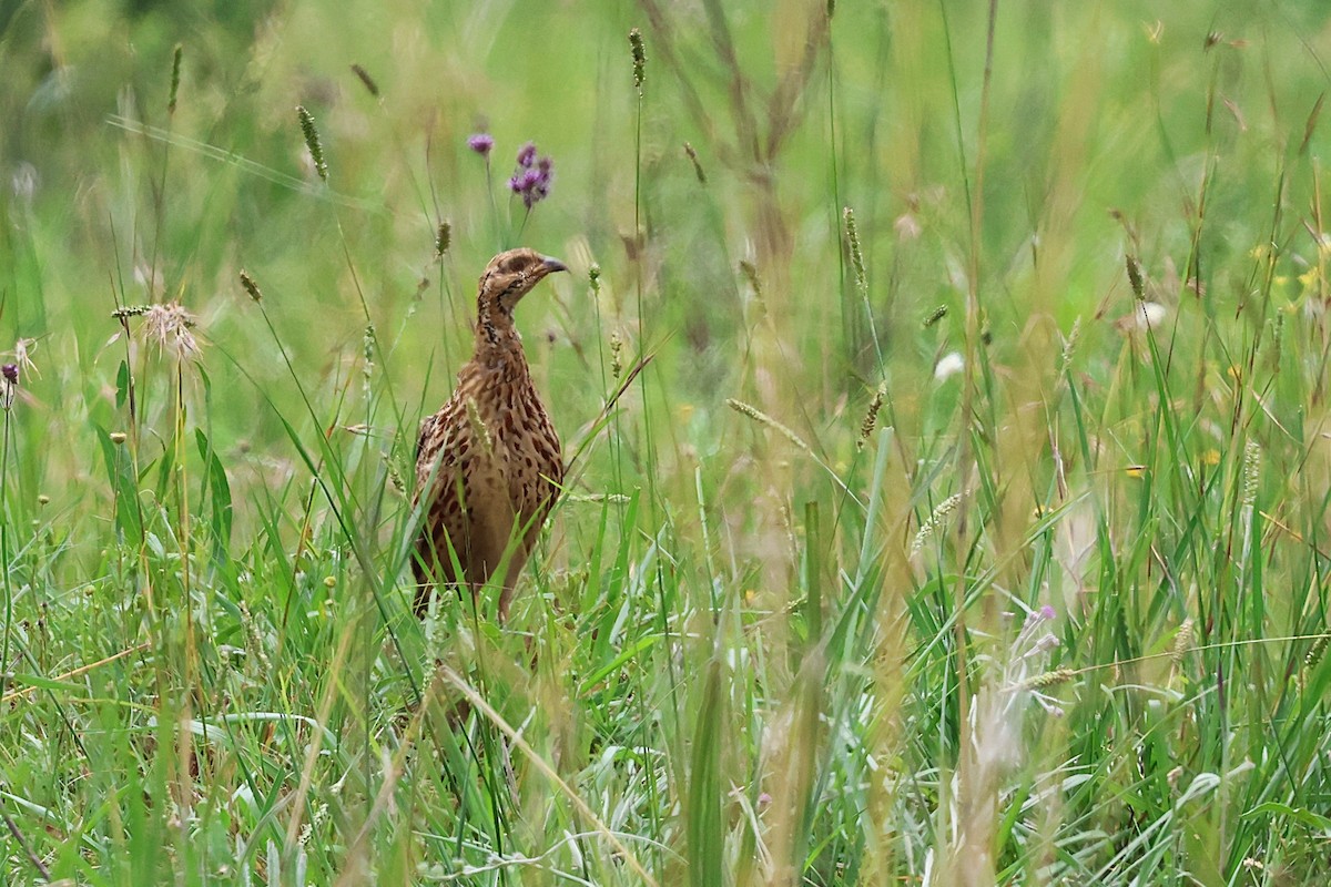 Orange River Francolin - ML645888472