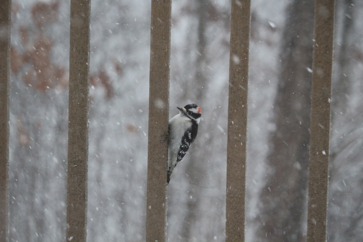 Downy Woodpecker - ML645888477
