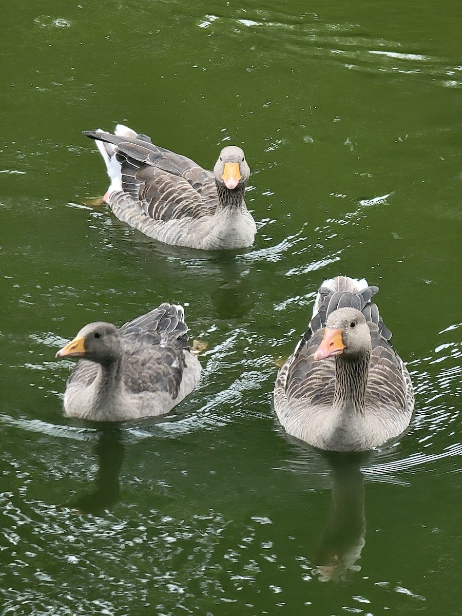 Graylag Goose - ML645888479