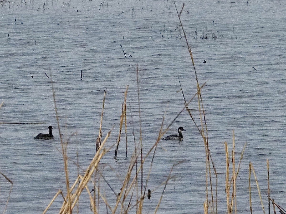 Eared Grebe - ML645888481