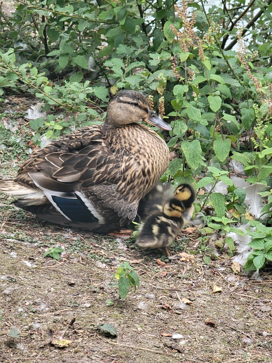 Mallard - ML645888488