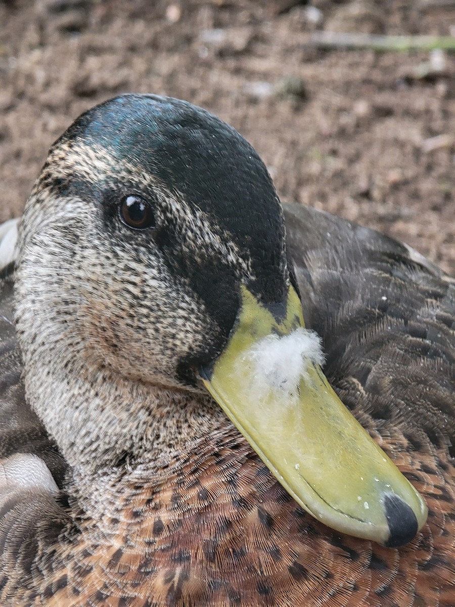 Mallard - ML645888490