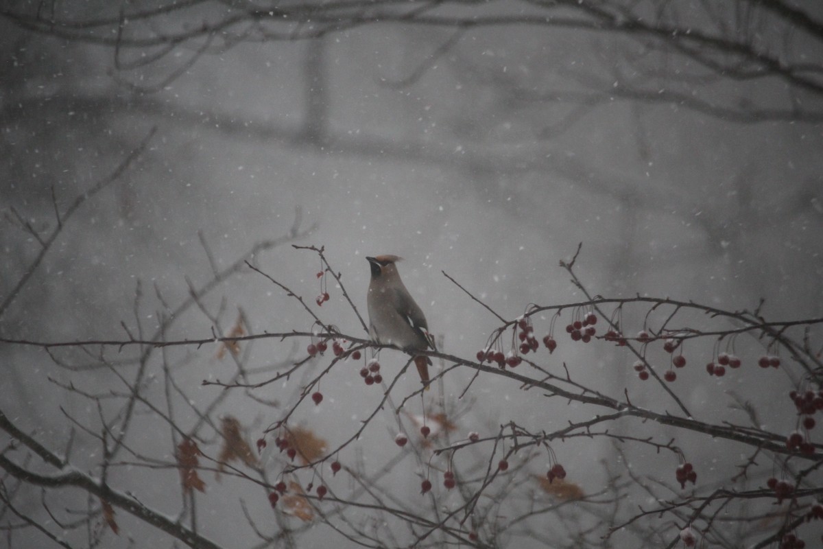 Buztanori boreala - ML645888491