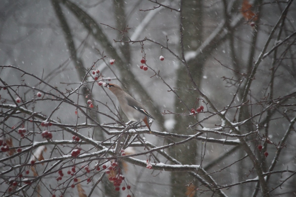 Buztanori boreala - ML645888492