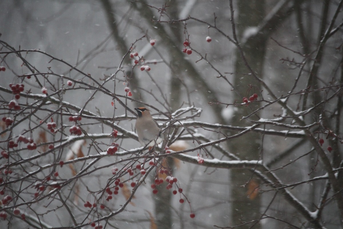 Buztanori boreala - ML645888493