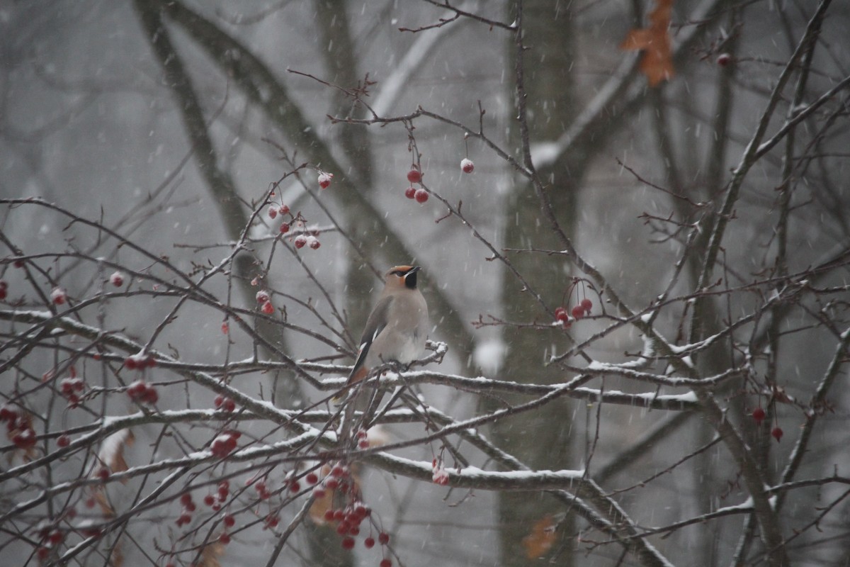 Buztanori boreala - ML645888494