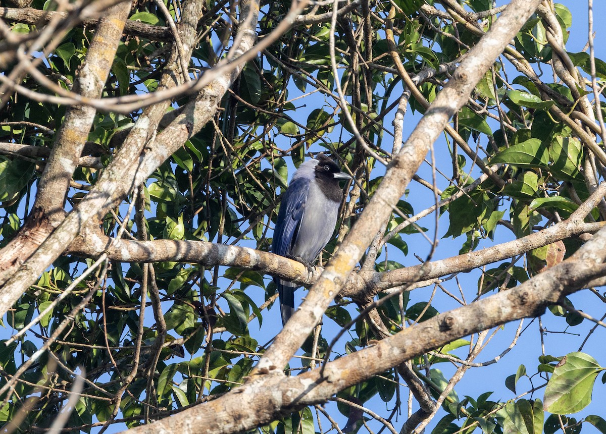 Violaceous Jay - ML645888500