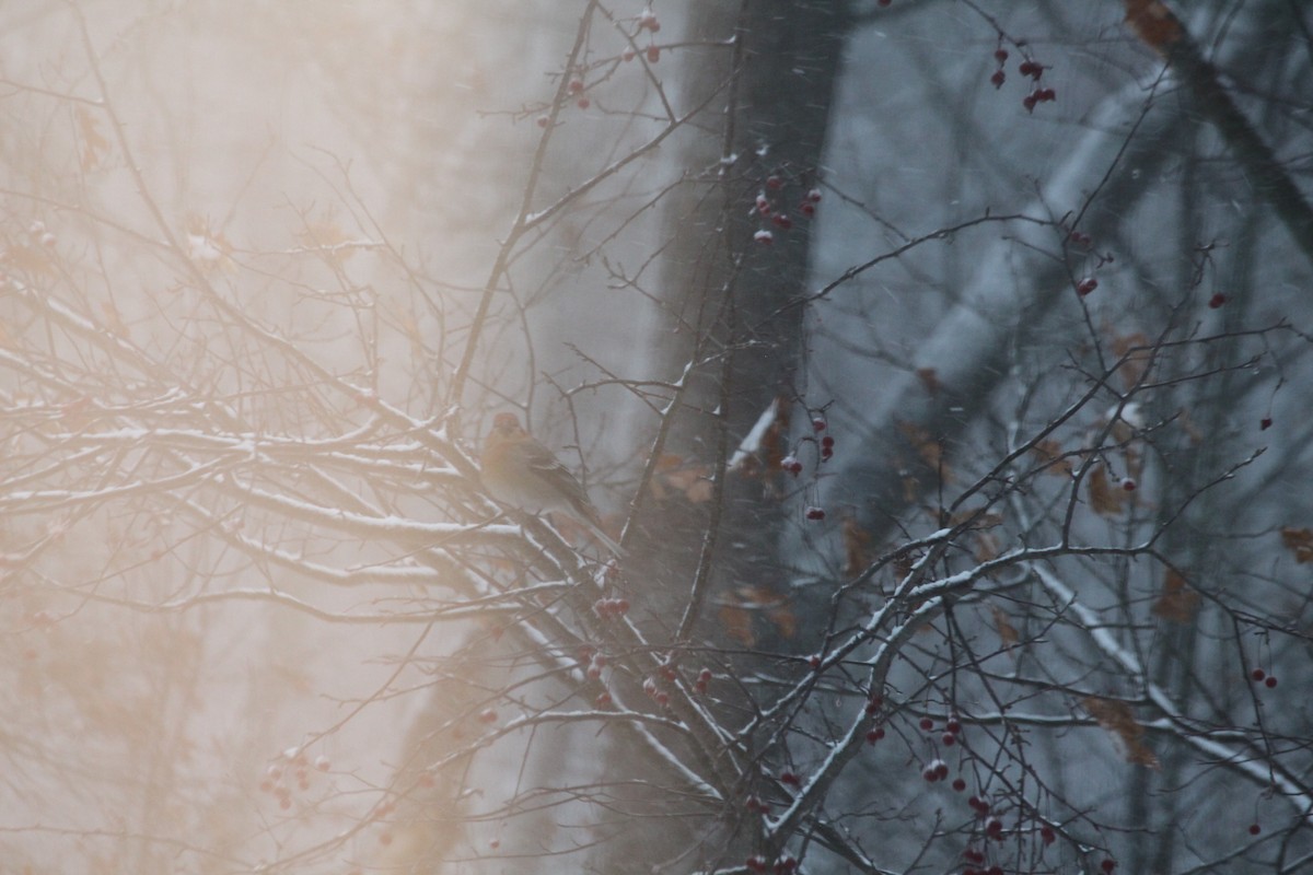 Pine Grosbeak - ML645888509