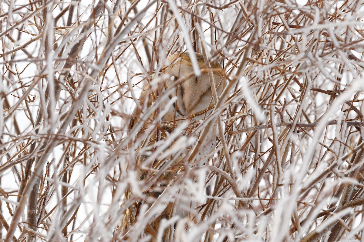 American Barn Owl - ML645888511
