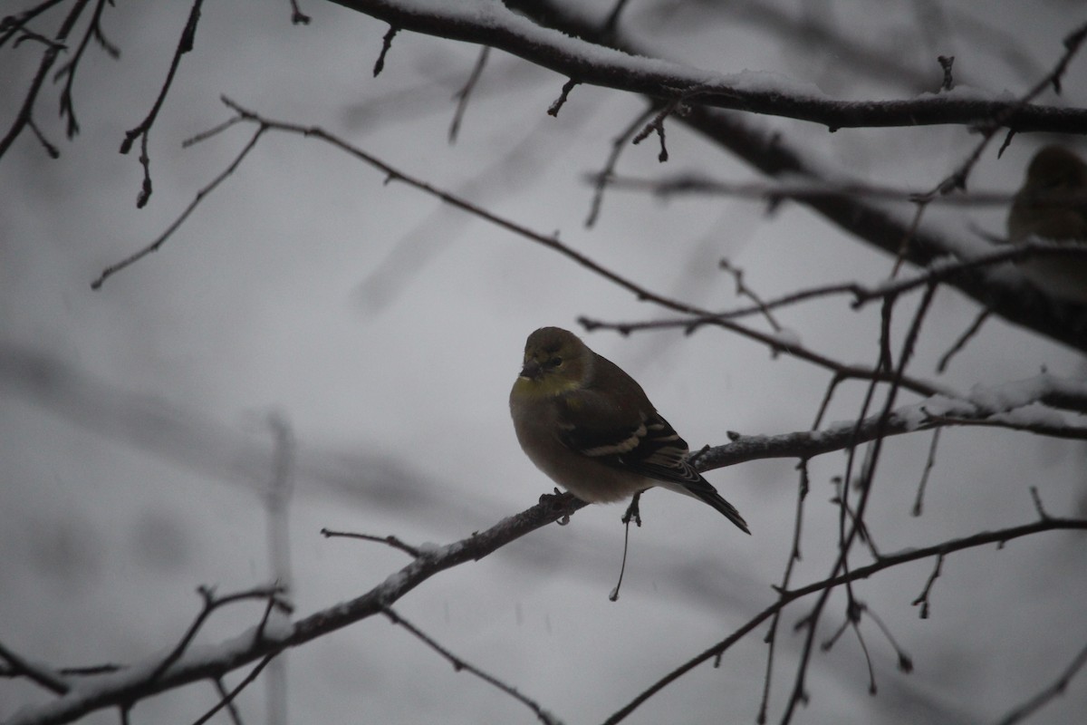 American Goldfinch - ML645888512