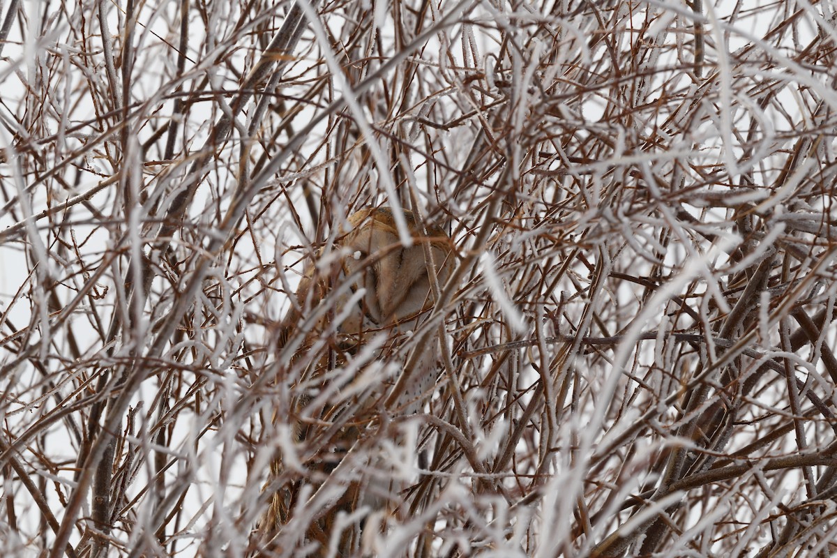 American Barn Owl - ML645888514
