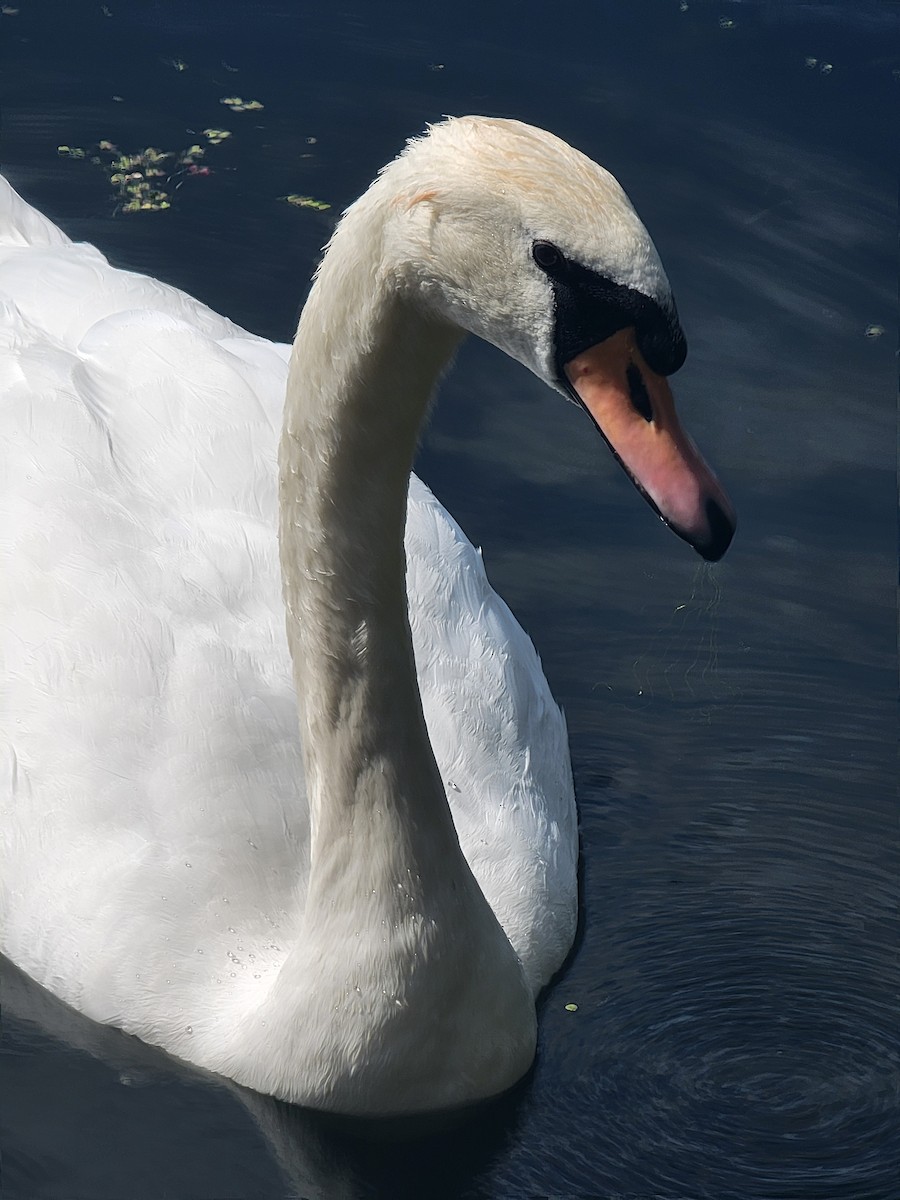 Лебідь-шипун - ML645888517