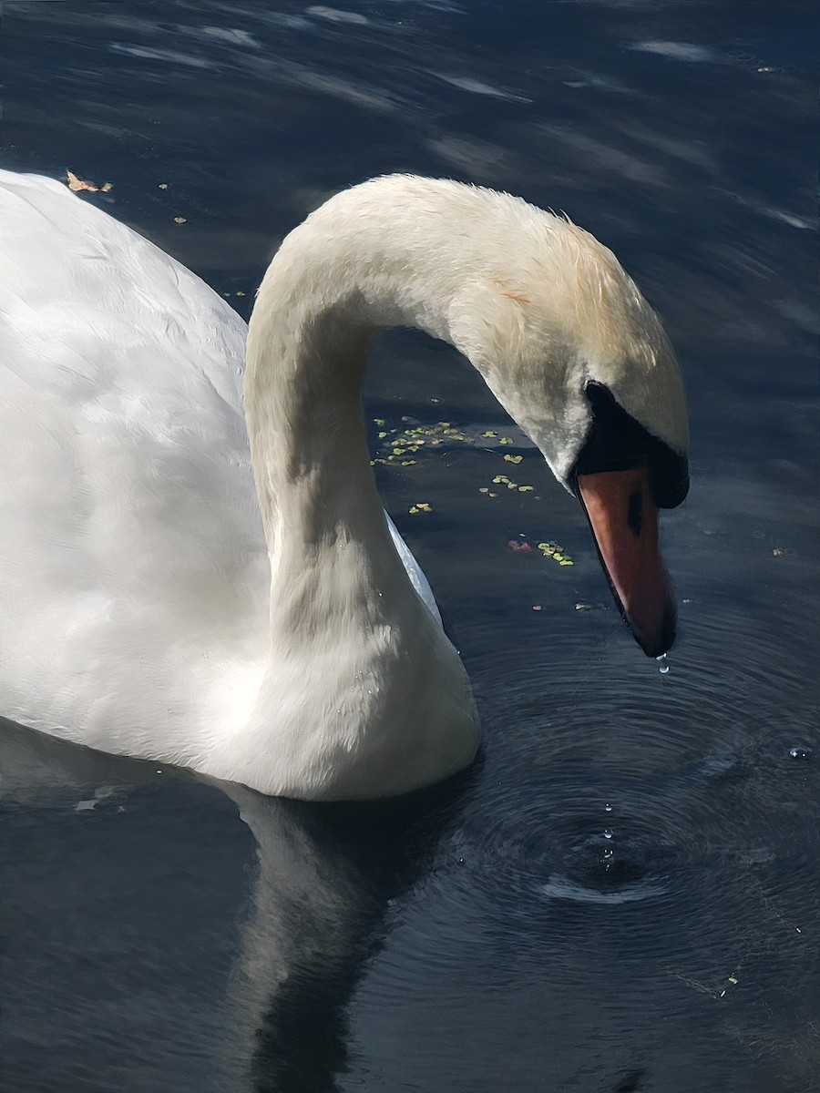 Лебідь-шипун - ML645888518