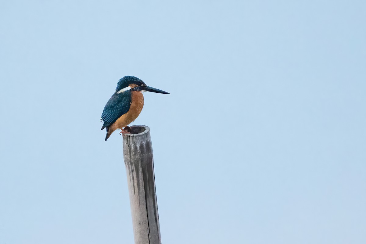 Common Kingfisher - ML645888519