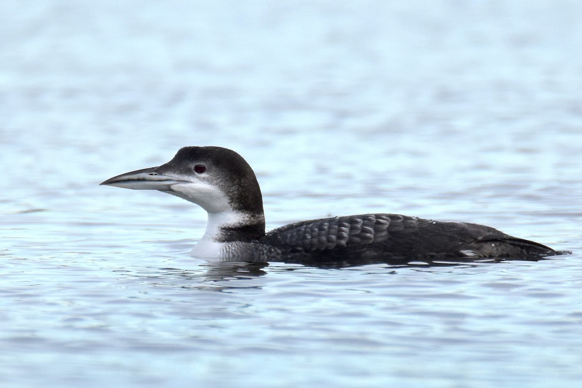 Common Loon - ML645888520