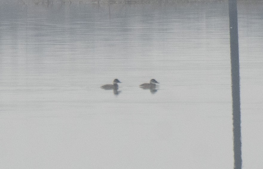 kachnice bělohlavá - ML645888523