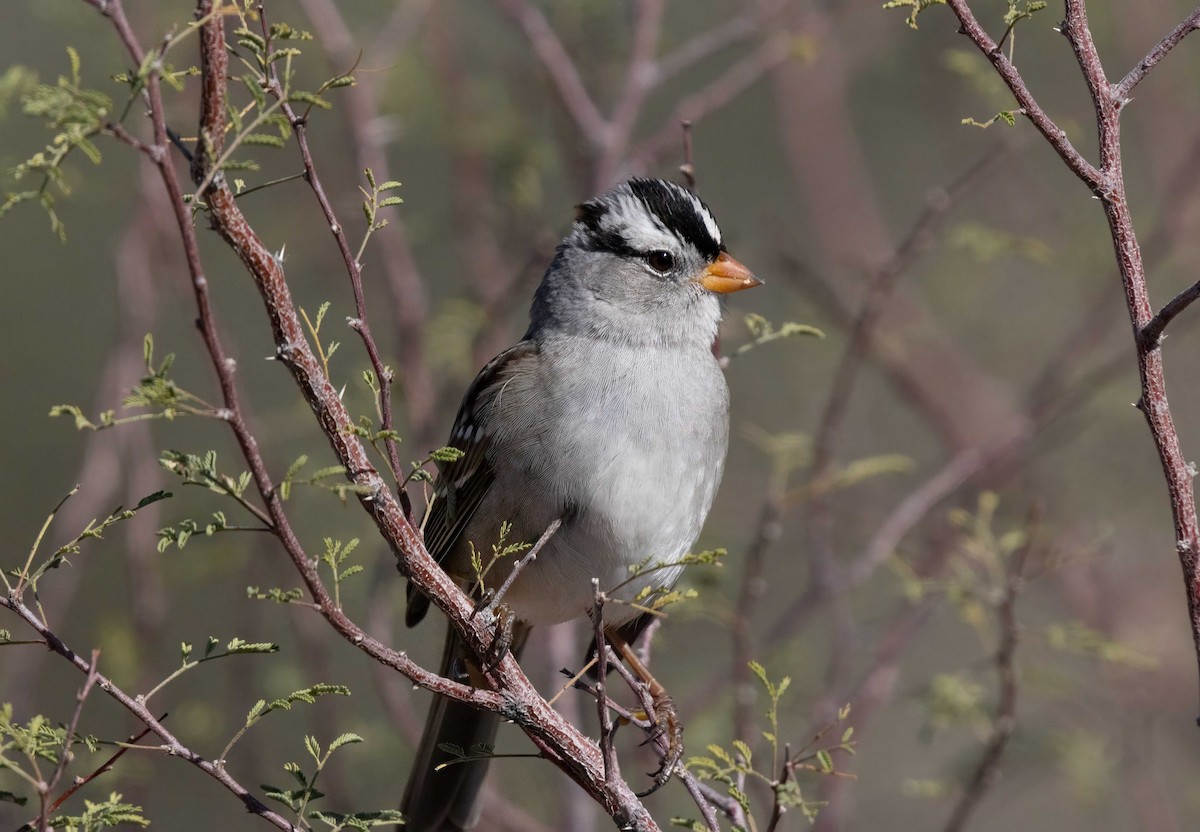 White-crowned Sparrow - ML645888530