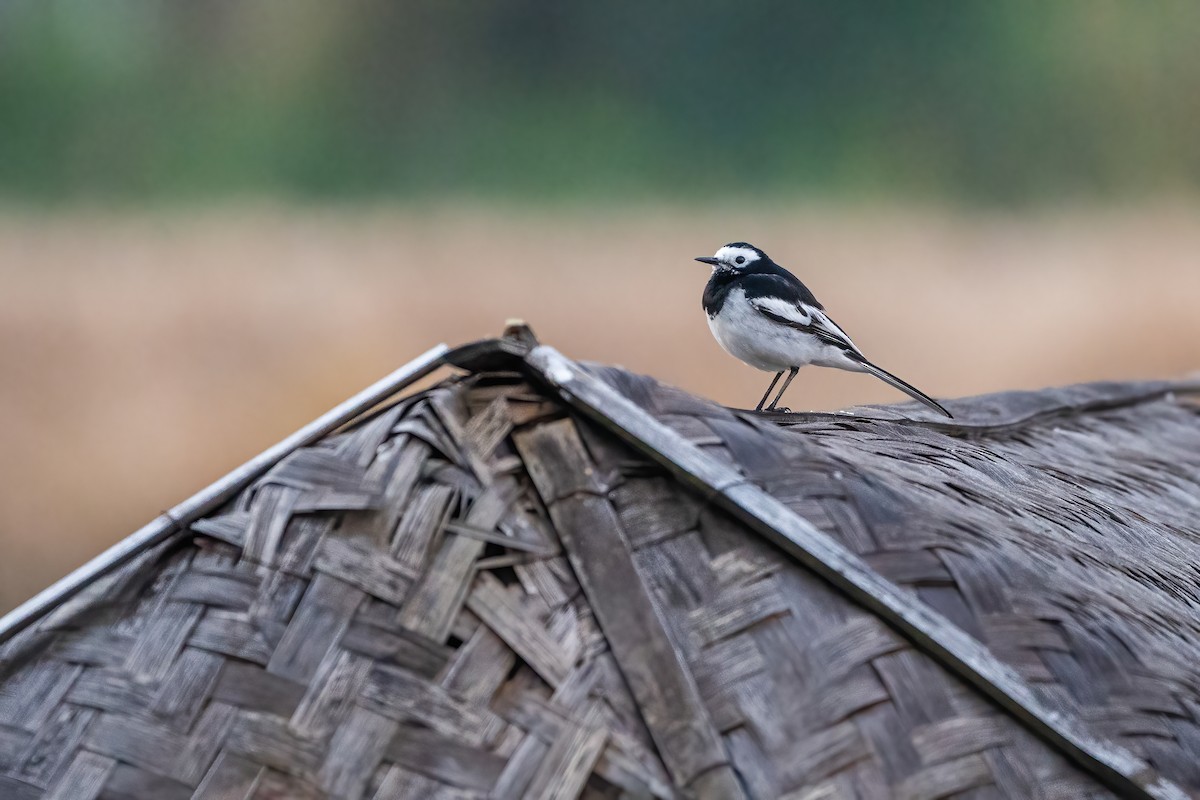 White Wagtail - ML645888534