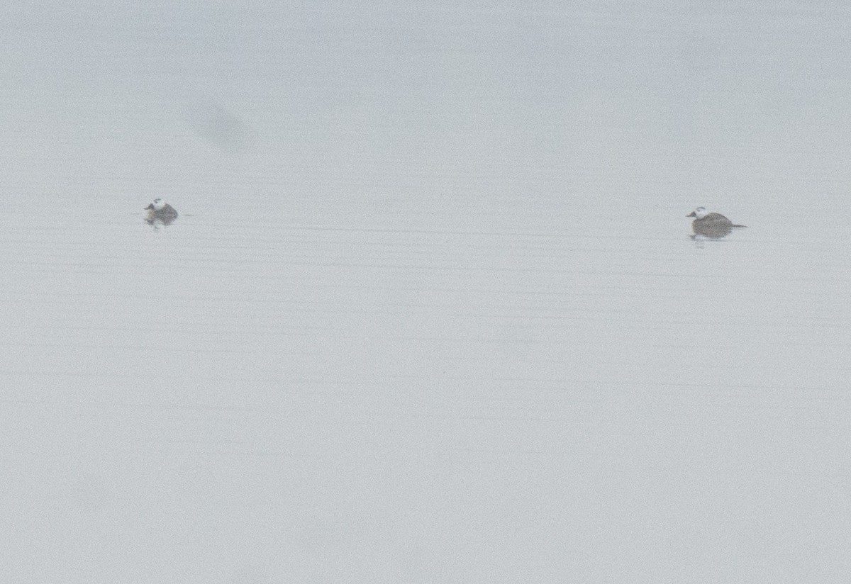 kachnice bělohlavá - ML645888535