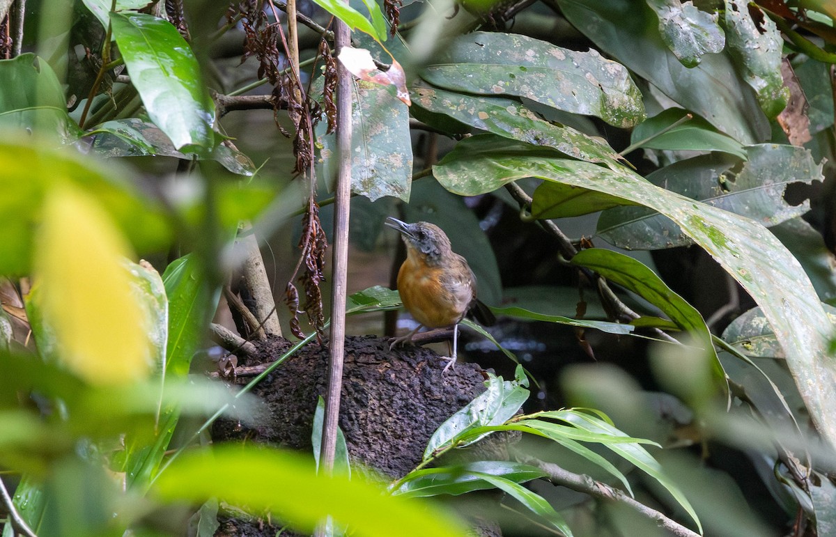 Black-throated Antbird - ML645888539