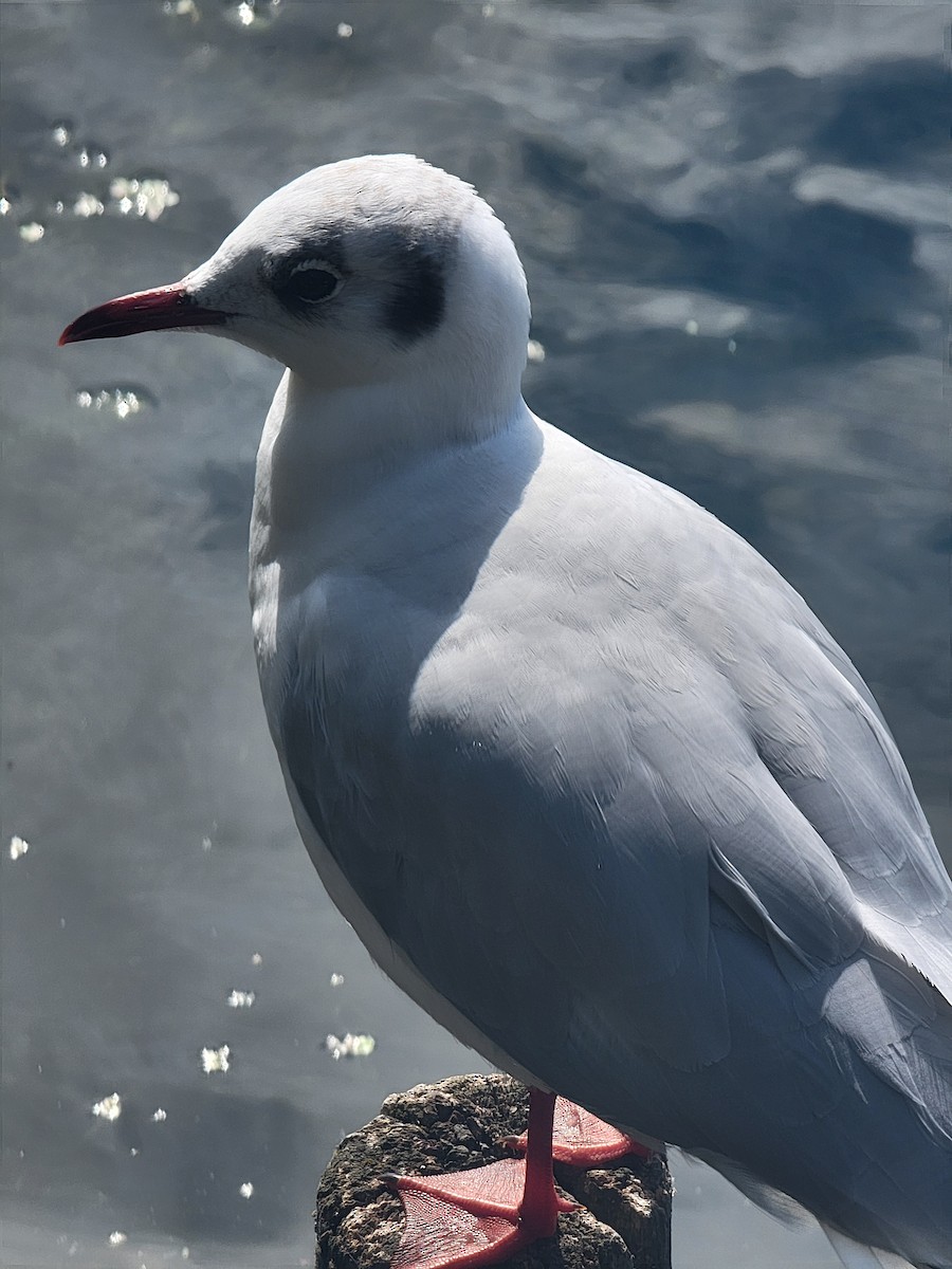 Black-headed Gull - ML645888543