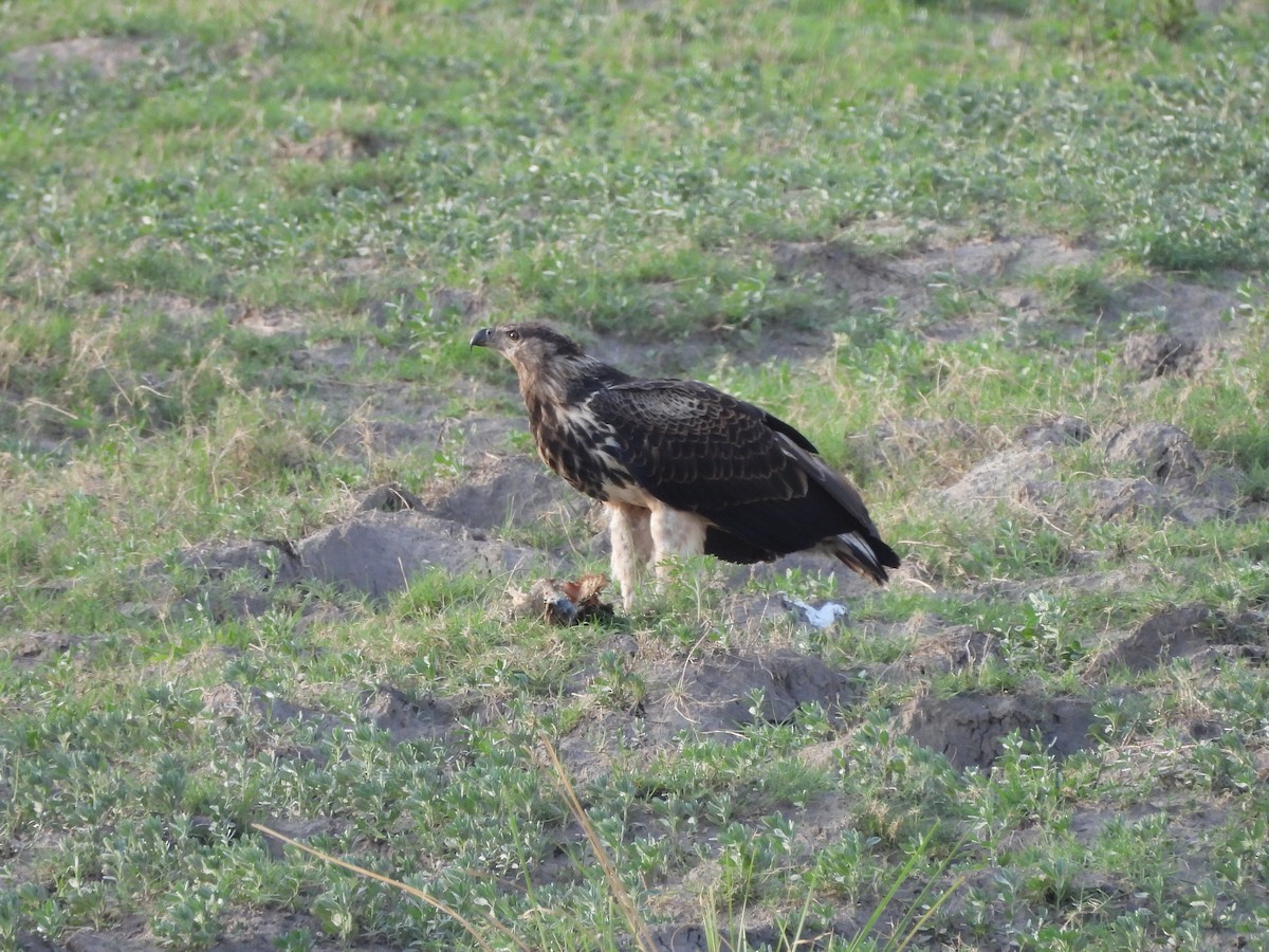 flodørn - ML645888544