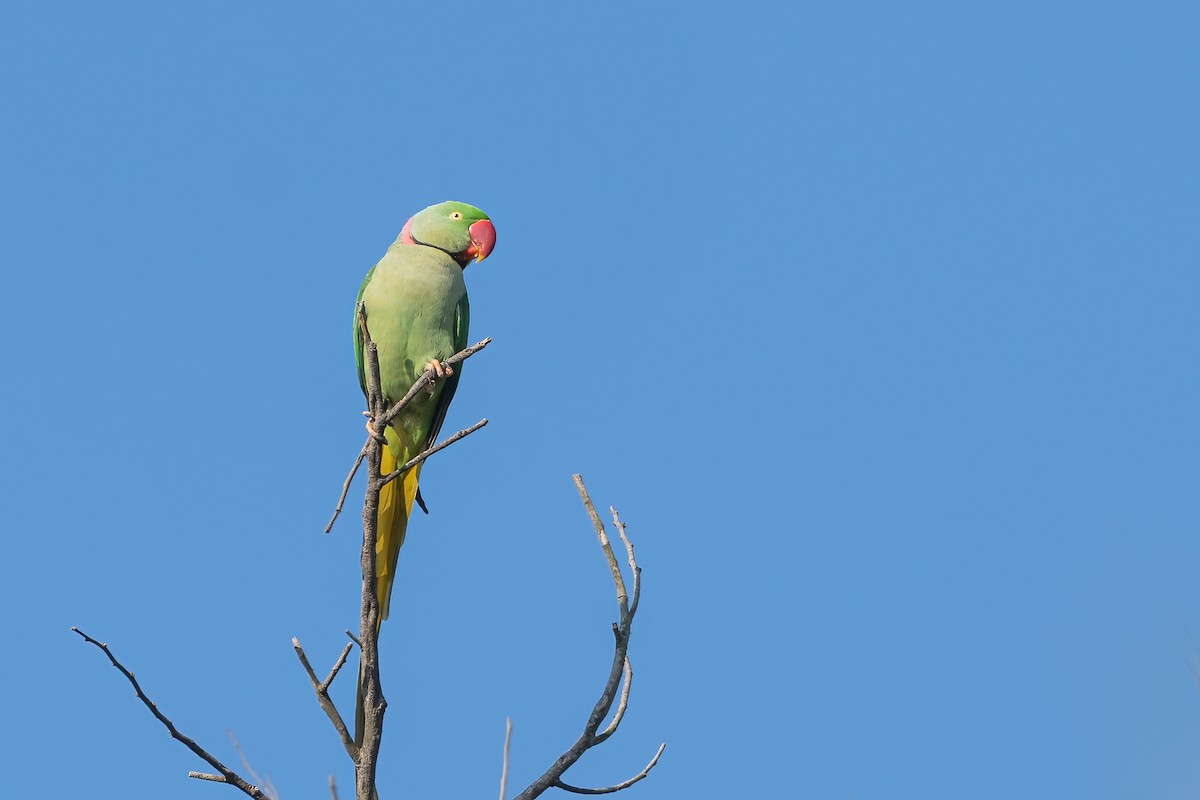 Alexandrine Parakeet - ML645888549