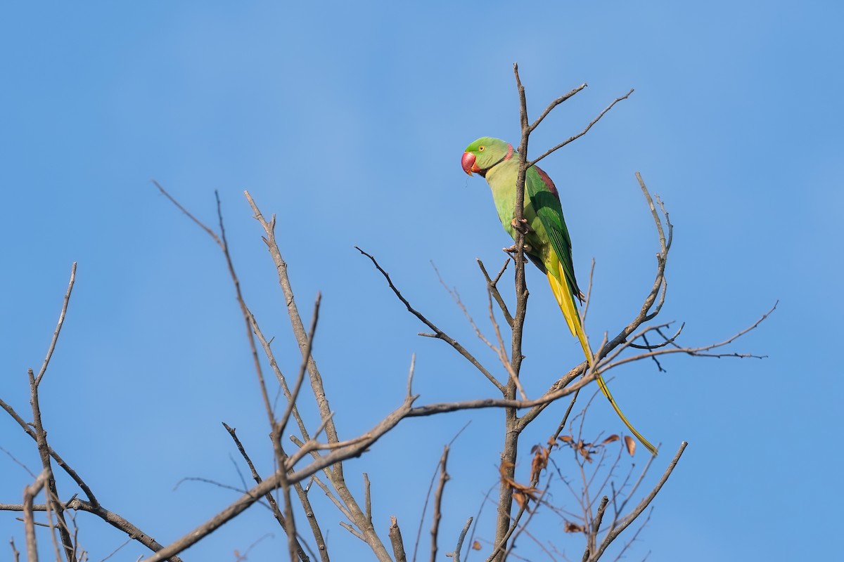Alexandrine Parakeet - ML645888550