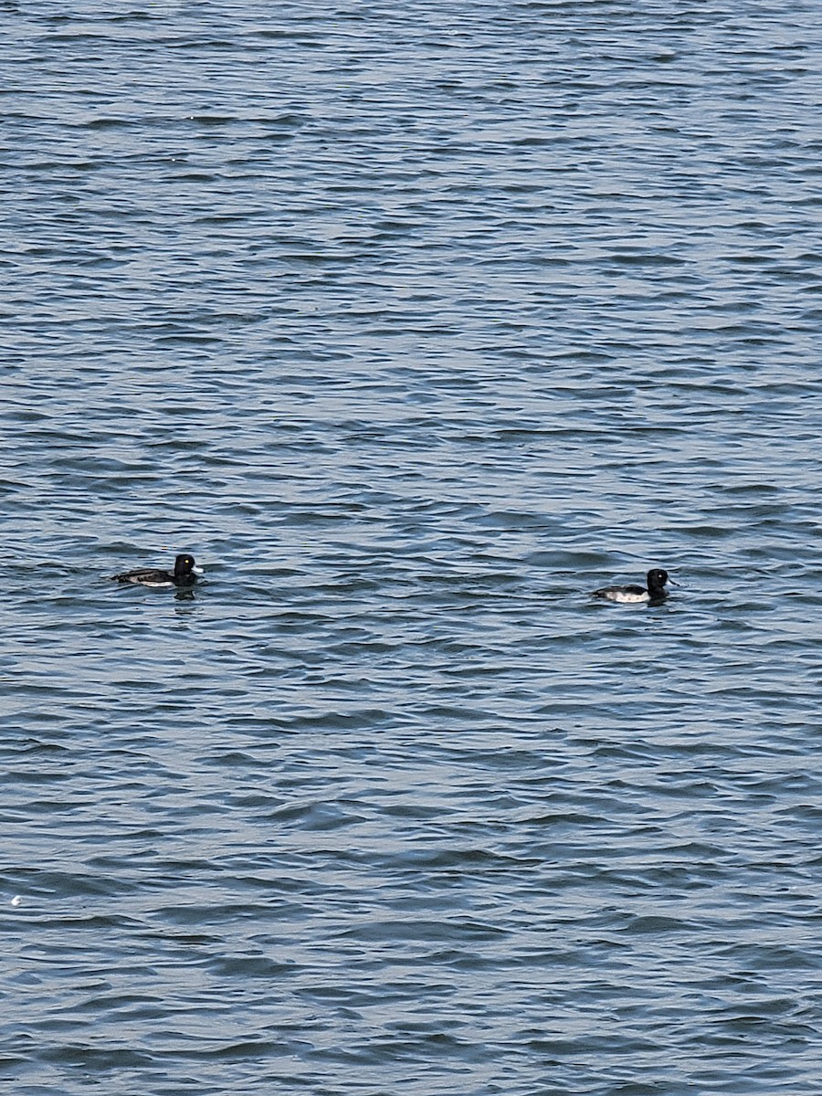 Tufted Duck - ML645888554