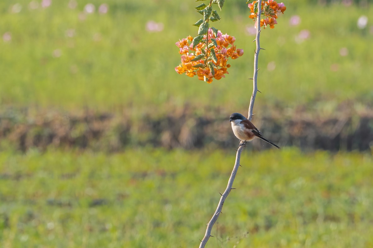 Burmese Shrike - ML645888557