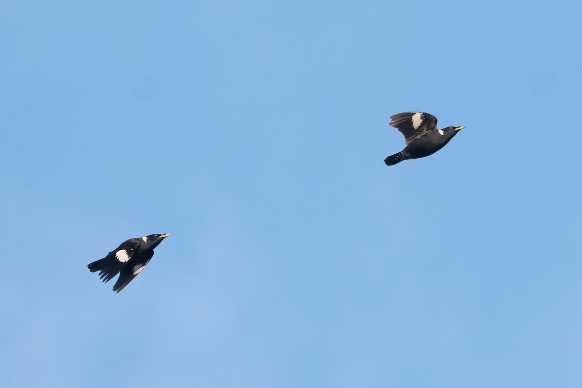 Collared Myna - ML645888559