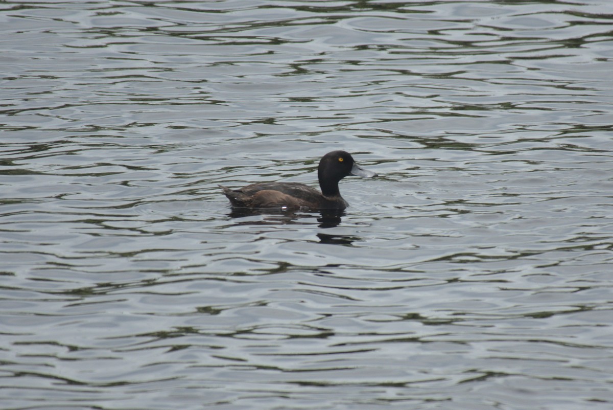 Yeni Zelanda Patkası - ML645888560
