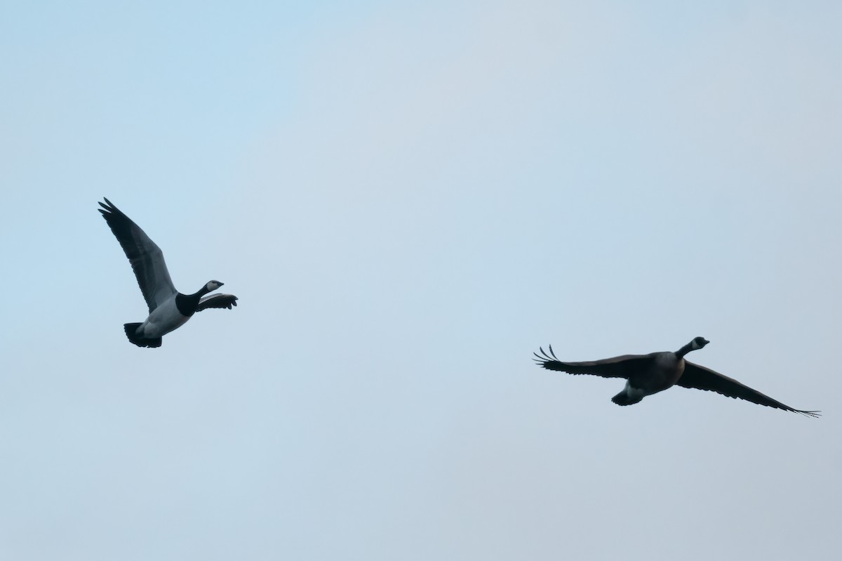 Barnacle Goose - ML645888565