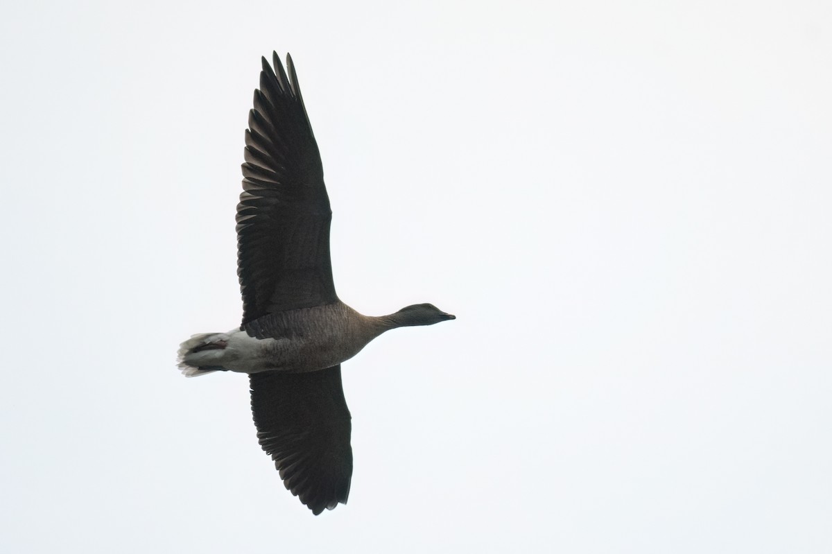 Pink-footed Goose - ML645888574
