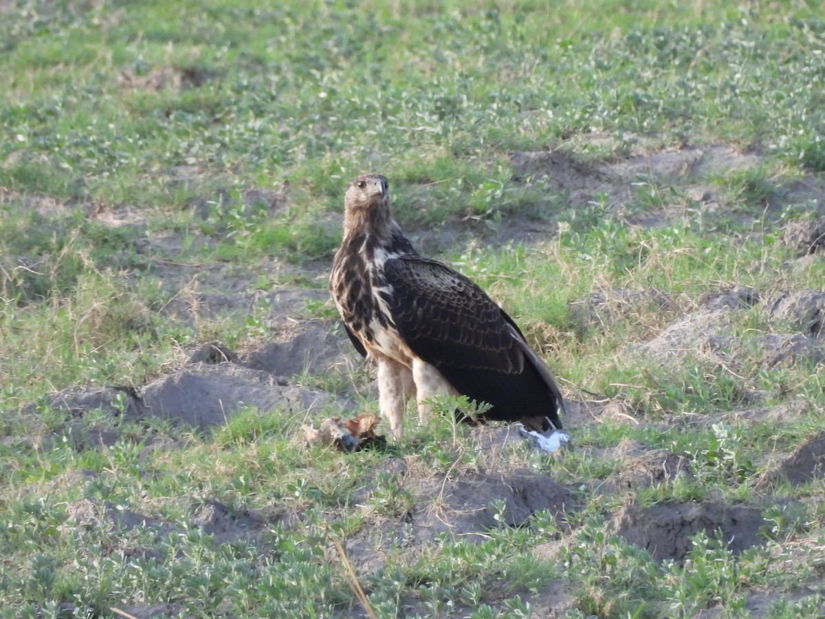 flodørn - ML645888576