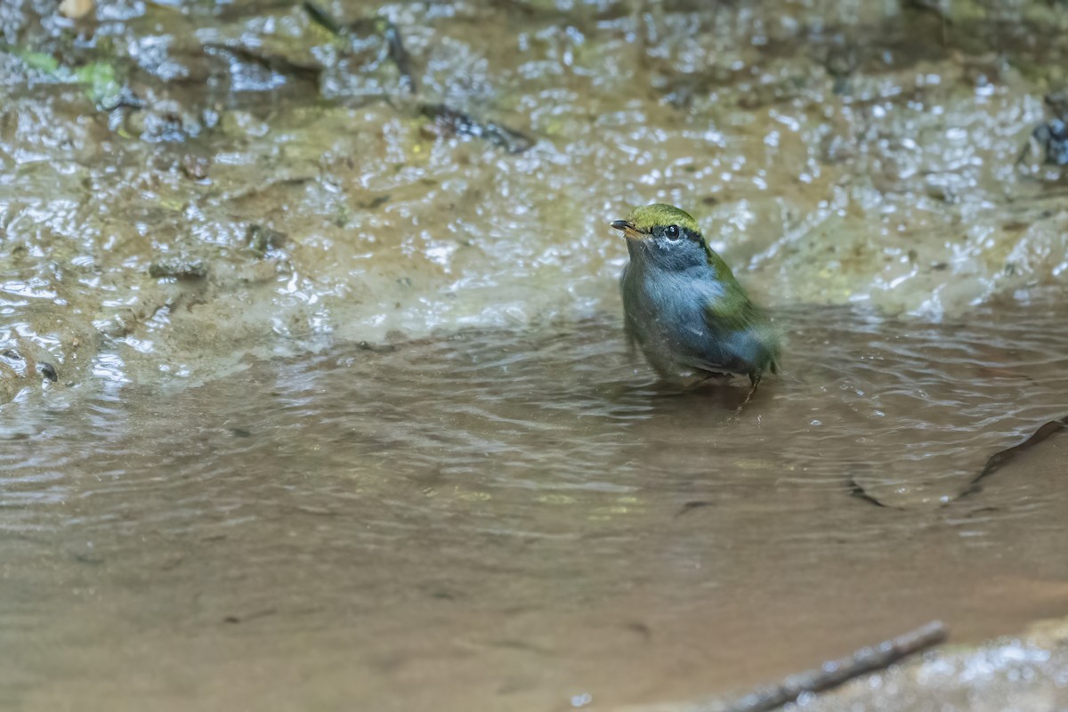 Gray-bellied Tesia - ML645888578