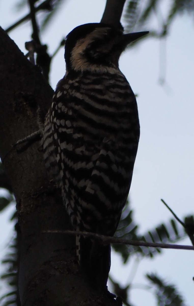 Ladder-backed Woodpecker - ML645888581