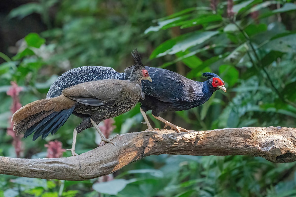 Kalij Pheasant - ML645888582