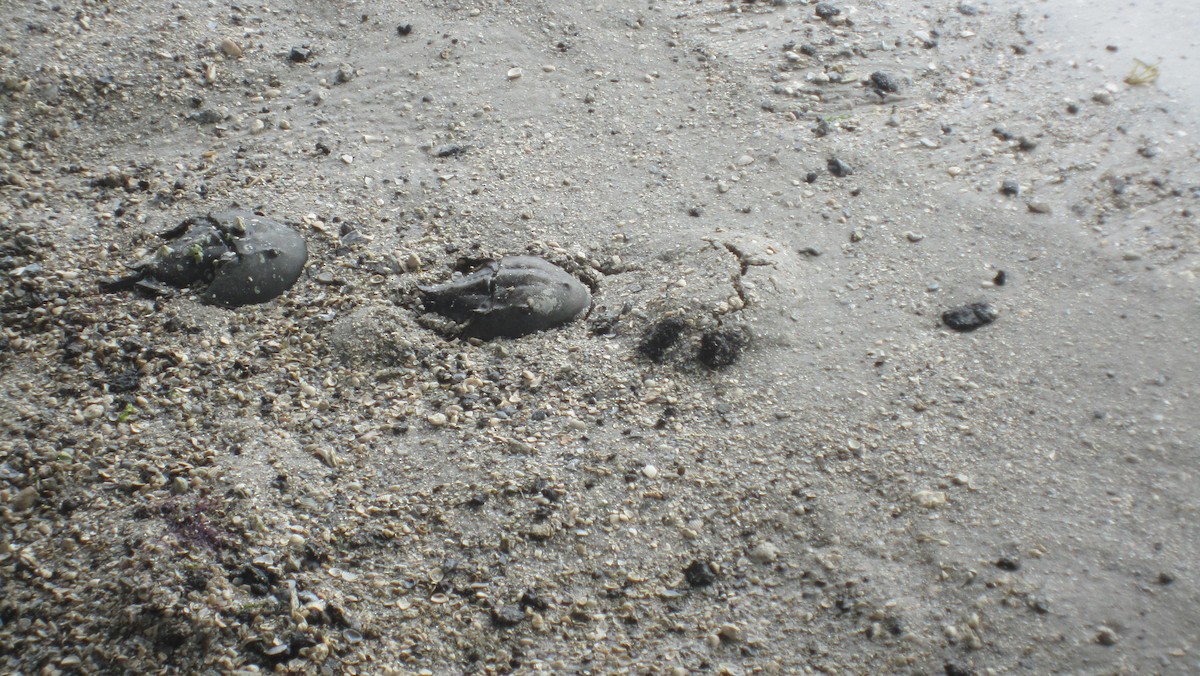 Horseshoe Crab - ML645888583