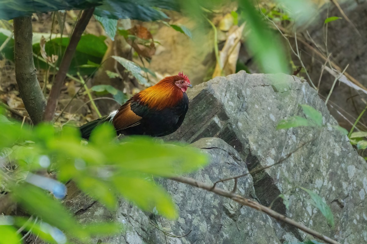 Red Junglefowl - ML645888585