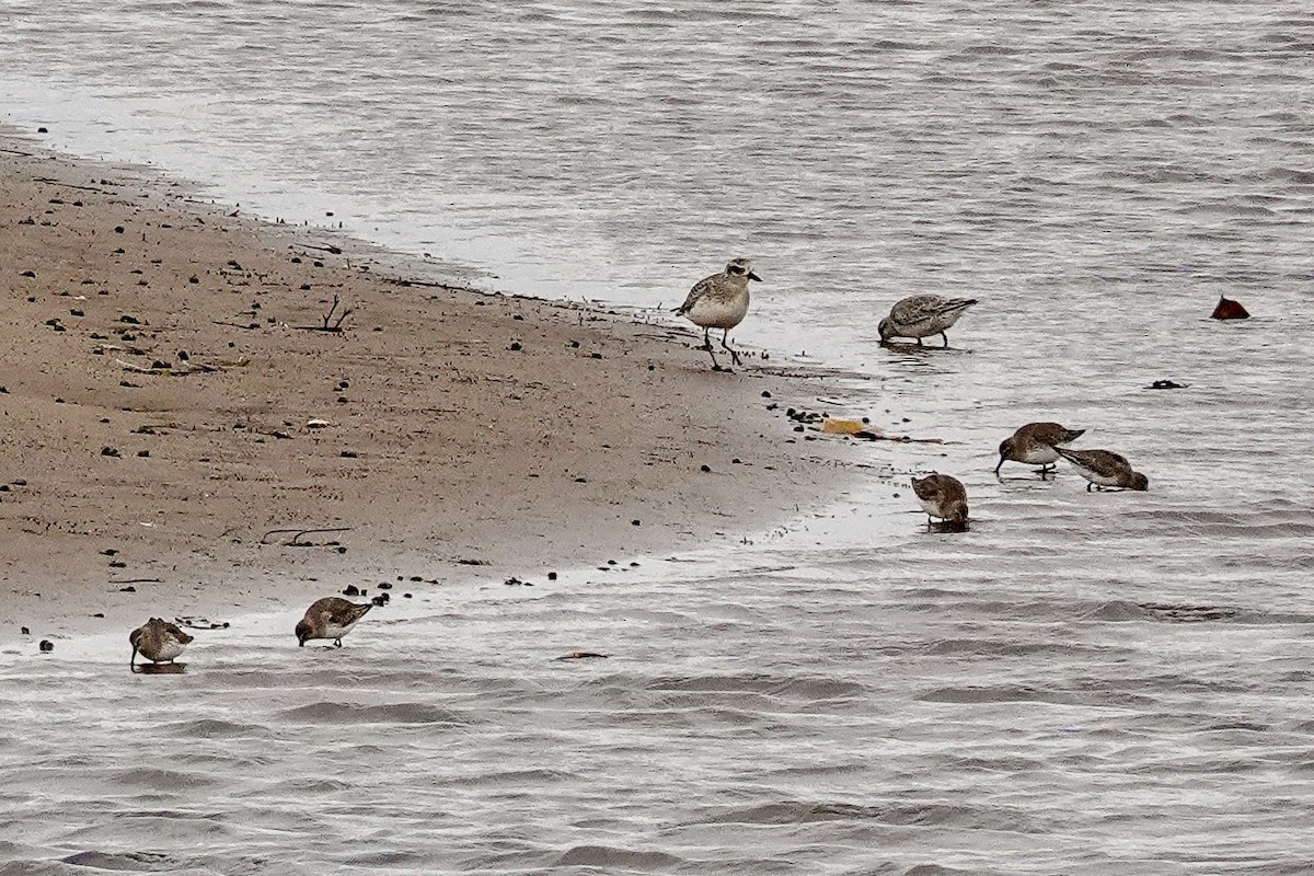 Red Knot - ML645888587