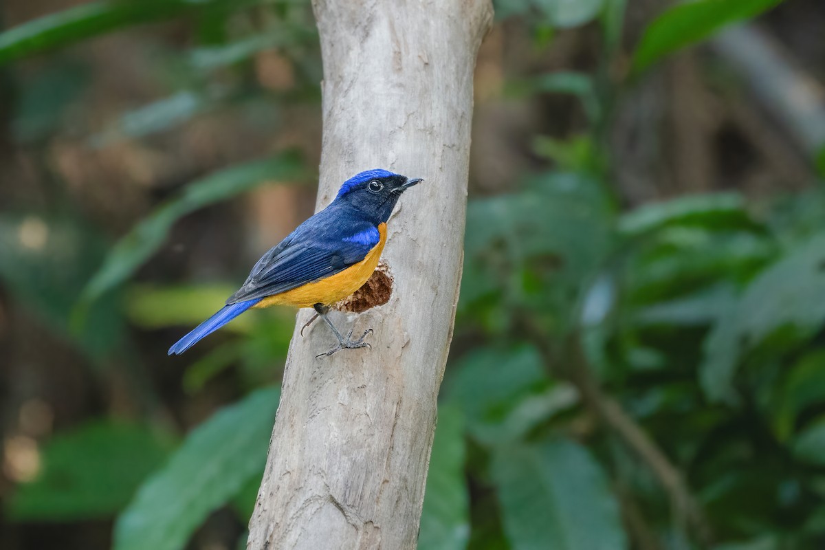 Rufous-bellied Niltava - ML645888588