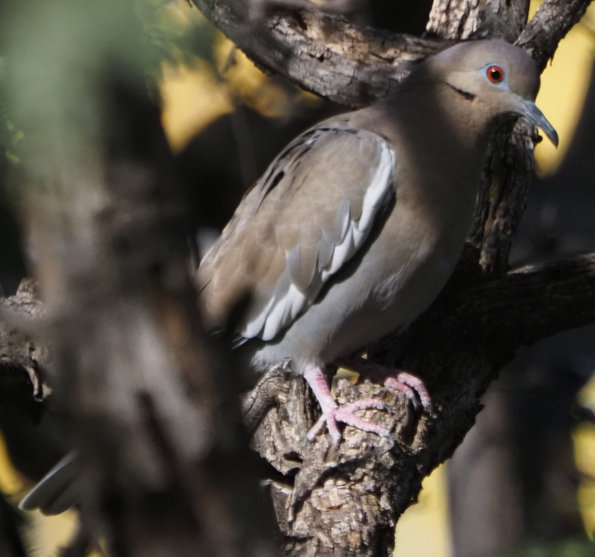 White-winged Dove - ML645888591